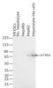 Mouse IgG (H+L) antibody, A24518, Invitrogen Antibodies, Western Blot image 