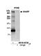 Msx2-interacting protein antibody, NB100-58798, Novus Biologicals, Western Blot image 