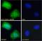 Abhydrolase Domain Containing 5 antibody, LS-B4458, Lifespan Biosciences, Immunofluorescence image 