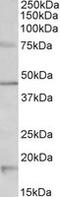5-Hydroxytryptamine Receptor 1A antibody, MBS422752, MyBioSource, Western Blot image 