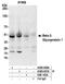 SRBC antibody, A500-006A, Bethyl Labs, Immunoprecipitation image 