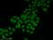 Circadian locomoter output cycles protein kaput antibody, 18094-1-AP, Proteintech Group, Immunofluorescence image 