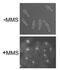 DNA repair protein rhp51 antibody, GTX64153, GeneTex, Immunocytochemistry image 