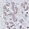 Olfactory Receptor Family 2 Subfamily W Member 3 antibody, PA5-61043, Invitrogen Antibodies, Immunohistochemistry paraffin image 