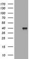 Wnt Family Member 3 antibody, TA801735AM, Origene, Western Blot image 