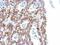 Histone Cluster 1 H1 Family Member E antibody, PA5-31907, Invitrogen Antibodies, Immunohistochemistry frozen image 