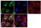 Apolipoprotein B-100 antibody, GTX15663, GeneTex, Immunofluorescence image 