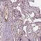 Platelet-derived growth factor D antibody, HPA066271, Atlas Antibodies, Immunohistochemistry frozen image 