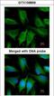 FYVE, RhoGEF And PH Domain Containing 4 antibody, GTX109859, GeneTex, Immunofluorescence image 
