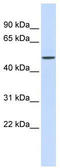ETS Transcription Factor ELK4 antibody, TA335856, Origene, Western Blot image 