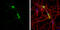 Myelin Oligodendrocyte Glycoprotein antibody, GTX106283, GeneTex, Immunocytochemistry image 