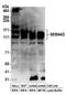 Semaphorin 4D antibody, A304-395A, Bethyl Labs, Western Blot image 