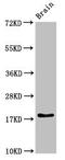 Ribosomal Protein L23a antibody, LS-C679349, Lifespan Biosciences, Western Blot image 