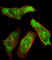 PTPN11 antibody, abx033966, Abbexa, Western Blot image 
