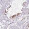 NBPF Member 8 antibody, HPA044023, Atlas Antibodies, Immunohistochemistry frozen image 