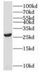 Small Nuclear Ribonucleoprotein Polypeptides B And B1 antibody, FNab08070, FineTest, Western Blot image 