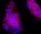 Hemoglobin Subunit Gamma 1 antibody, A02830-1, Boster Biological Technology, Immunocytochemistry image 