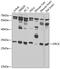 Origin recognition complex subunit 6 antibody, GTX66507, GeneTex, Western Blot image 