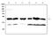 Glutathione S-transferase P 1 antibody, A00394, Boster Biological Technology, Western Blot image 