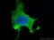 Vinculin antibody, 66305-1-Ig, Proteintech Group, Immunofluorescence image 