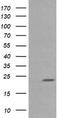 RAB30, Member RAS Oncogene Family antibody, TA505341, Origene, Western Blot image 