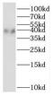 LIM And SH3 Protein 1 antibody, FNab04704, FineTest, Western Blot image 