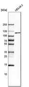 Metal regulatory transcription factor 1 antibody, HPA028604, Atlas Antibodies, Western Blot image 