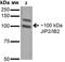 FGF1 antibody, orb150640, Biorbyt, Western Blot image 