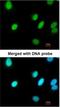 Replication factor C subunit 4 antibody, NBP1-33083, Novus Biologicals, Immunofluorescence image 