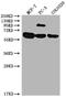 SRC-1 antibody, CSB-PA022650LA01HU, Cusabio, Western Blot image 