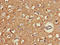 FAT Atypical Cadherin 3 antibody, LS-C674829, Lifespan Biosciences, Immunohistochemistry paraffin image 