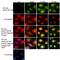 Mouse IgG (H+L) antibody, A28181, Invitrogen Antibodies, Immunofluorescence image 