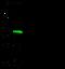 Carbonic Anhydrase 8 antibody, 10469-R008, Sino Biological, Western Blot image 