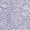DiGeorge Syndrome Critical Region Gene 2 antibody, HPA000873, Atlas Antibodies, Immunohistochemistry paraffin image 