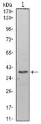 WD Repeat Domain 5 antibody, AM06480SU-N, Origene, Western Blot image 