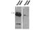 Pogo Transposable Element Derived With ZNF Domain antibody, NB110-85545, Novus Biologicals, Western Blot image 