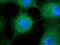 Desmoglein 1 antibody, 24587-1-AP, Proteintech Group, Immunofluorescence image 
