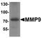 Matrix Metallopeptidase 9 antibody, A00139, Boster Biological Technology, Western Blot image 