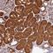 Leiomodin-3 antibody, NBP1-85898, Novus Biologicals, Immunohistochemistry frozen image 