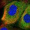 Radial spoke head protein 3 homolog antibody, NBP1-84245, Novus Biologicals, Immunofluorescence image 