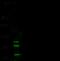 Integrin beta-3 antibody, 101954-T32, Sino Biological, Western Blot image 