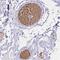 HBA1 antibody, HPA043780, Atlas Antibodies, Immunohistochemistry frozen image 