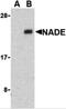 Brain Expressed X-Linked 3 antibody, 3359, ProSci Inc, Western Blot image 