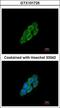 Latent Transforming Growth Factor Beta Binding Protein 4 antibody, GTX101725, GeneTex, Immunofluorescence image 