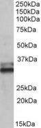 Electron transfer flavoprotein subunit alpha, mitochondrial antibody, TA311118, Origene, Western Blot image 