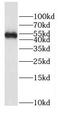 Dyslexia susceptibility 1 candidate gene 1 protein antibody, FNab02597, FineTest, Western Blot image 