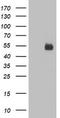 Nectin Cell Adhesion Molecule 1 antibody, TA503520, Origene, Western Blot image 
