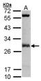 Isopentenyl-diphosphate Delta-isomerase 1 antibody, orb73907, Biorbyt, Western Blot image 