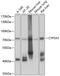 Cytochrome P450 Family 3 Subfamily A Member 7 antibody, 13-383, ProSci, Western Blot image 