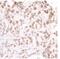 Structural Maintenance Of Chromosomes 3 antibody, NB100-207, Novus Biologicals, Immunohistochemistry paraffin image 
